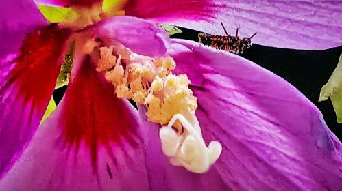 花蕊手机在线观看,在线观看，解锁科技魅力新篇章  第2张